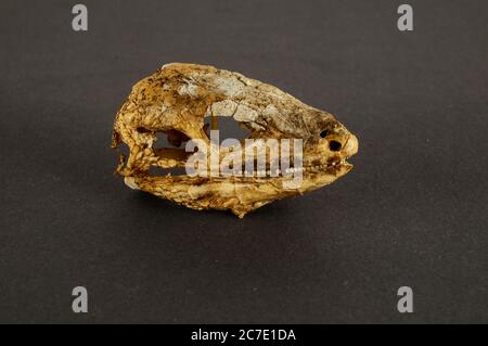 Photo Photo d'un lézard à sec des Canaries os du crâne Banque D'Images
