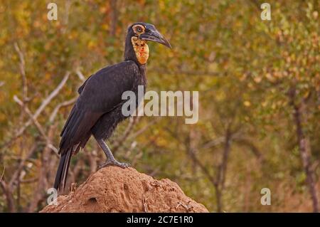 Immature Southern Ground Hornbill Bucorvus leadbeateri 10677 Banque D'Images