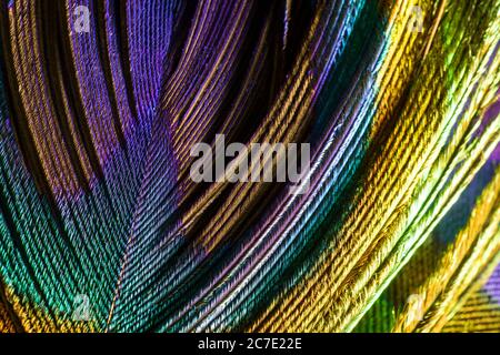 Gros plan de plumes de paon colorées et irisées. Banque D'Images