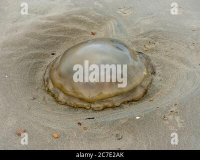 Un poisson de Jelly, pêché près de la plage de Greatstone. Banque D'Images