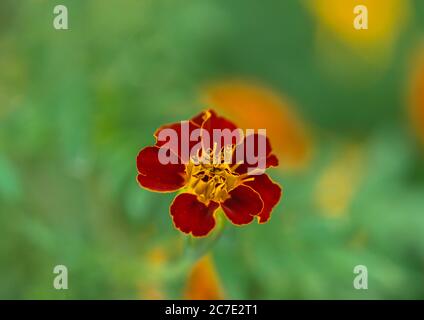 Gros plan / macro d'une fleur de tagetes patula - plante française de Marigold Banque D'Images