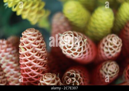 Gros plan sélectif de fruits sculptés en forme de rose Banque D'Images