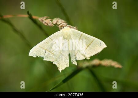 Ourapteryx sambucaria, grande papillon à queue cylindrique, repose sur la tête de semence d'herbe sous le soleil d'été en juillet Banque D'Images