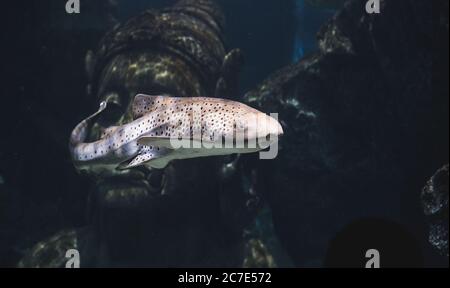 Nage avec les requins zébrés à l'aquarium Banque D'Images