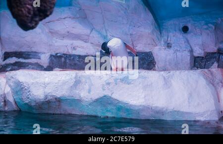 Penguin Cleaning lui-même à l'Aquarium de Bangkok, Thaïlande Banque D'Images
