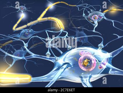 Les cellules nerveuses actives propagent un signal vers le bas sur un axon à la cellule suivante. Banque D'Images