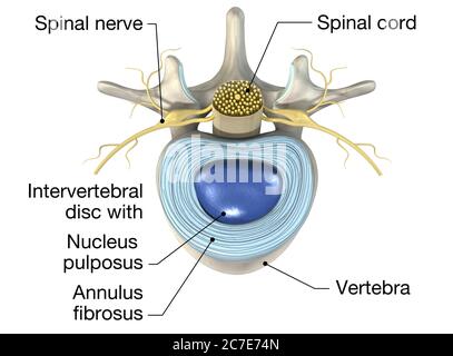 Illustration tridimensionnelle montrant une vertèbre lombaire avec disque intervertébral, illustration tridimensionnelle médicale Banque D'Images