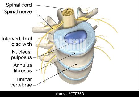 Illustration tridimensionnelle montrant les vertèbres lombaire avec disque intervertébral, illustration tridimensionnelle médicale Banque D'Images