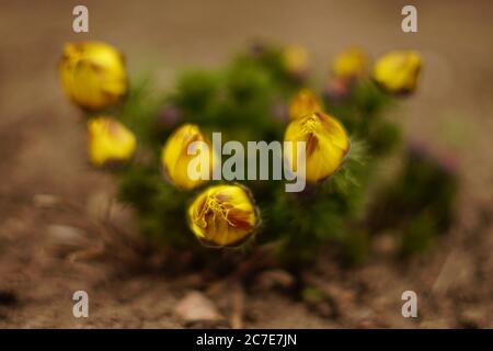 Fleurs jaunes le Bush d'adonis vernalis pousse dans le sol à l'extérieur. Banque D'Images