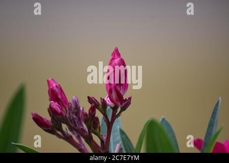 boutons de fleurs d'oléander ou de nerium à l'extérieur Banque D'Images