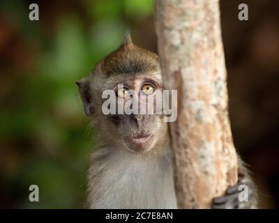 Jeune macaque à longue queue qui pelage autour d'un tronc d'arbre Banque D'Images