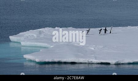 Pingouins d'Adélie qui s'étendent le long d'un iceberg en Antarctique Banque D'Images