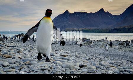 Un grand pingouin adulte se promènant sur la plage de galets vers un appareil photo avec une colonie en arrière-plan avec la mer et des montagnes spectaculaires sous un ciel tôt le matin Banque D'Images