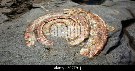 Fossile d'ammonite arc-en-ciel incrusté dans la roche Banque D'Images