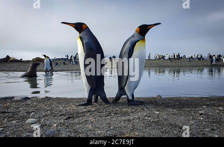 Deux pingouins très grands se tenant dos à dos avec de l'eau, des phoques et beaucoup plus de pingouins en arrière-plan Banque D'Images