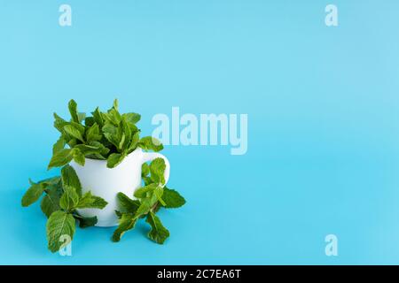 Cafés et restaurants, boissons rafraîchissantes, produits naturels, concept de nourriture saine - en mettant en place des paquets de brindilles vertes fraîches et des feuilles de menthe en blanc Banque D'Images