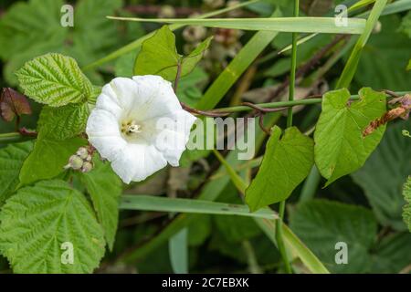 Haie de biaded ou de bellbind (Calystegia sepium) avec des fleurs blanches scindées autour de la ruée, Royaume-Uni pendant l'été Banque D'Images