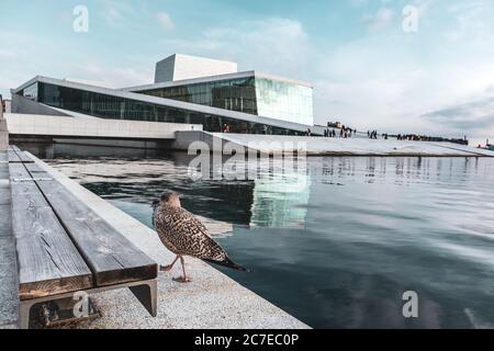 Opéra d'Oslo en Norvège avec promenade en mouettes en premier plan. Architecture moderne avec granit blanc et de belles reflets d'eau sur bleu clair ensoleillé Banque D'Images