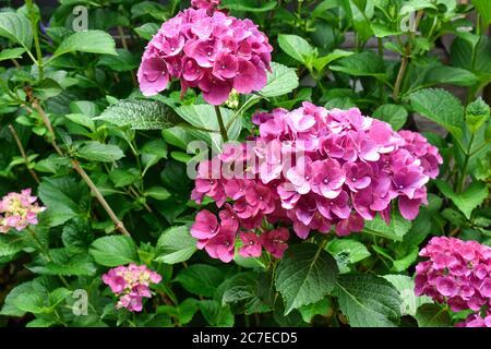 De nombreuses fleurs et bourgeons d'hortensia roses sur le Bush dans le jardin d'accueil Banque D'Images