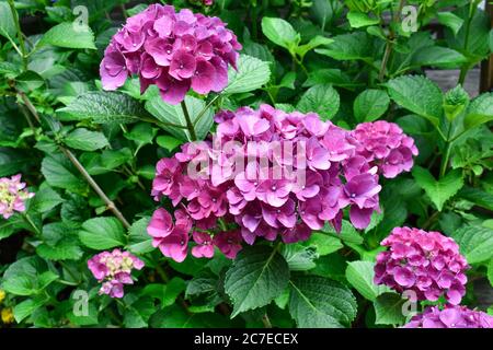 De nombreuses fleurs et bourgeons d'hortensia roses sur le Bush dans le jardin d'accueil Banque D'Images