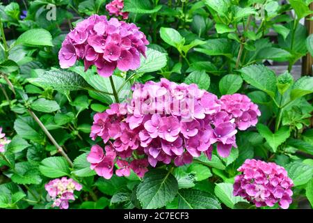 De nombreuses fleurs et bourgeons d'hortensia roses sur le Bush dans le jardin d'accueil Banque D'Images