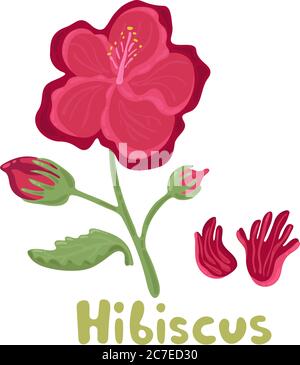 Fleur d'hibiscus. Fleurs tropicales illustration de couleurs vives. Fleurs d'hibiscus tropicales avec feuilles. Hibiscus aux herbes culinaires Illustration de Vecteur