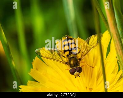 La guêpe femelle noire et jaune imite l'aéroglisseur britannique Eupedes corolles, se nourrissant d'une fleur d'herbe à poux Banque D'Images