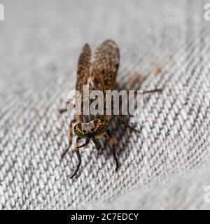 Vue de face de la mouche à cheval à cornes du Royaume-Uni, Haematopota pluvialis, montrant les yeux colorés à bandes Banque D'Images