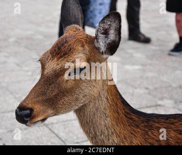 Cerfs en roaming autour de Miyajima, Japon Banque D'Images