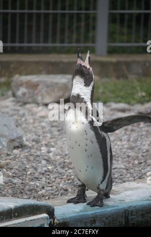 Hurlement des pingouins au parc animalier de Curraghs IOM Banque D'Images