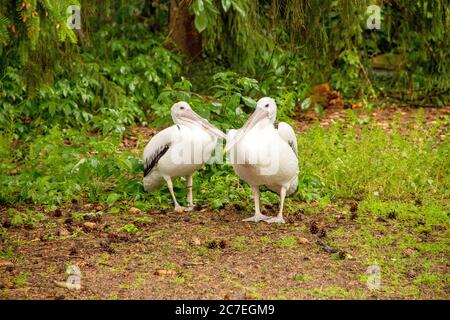 Deux pélicans australiens en vue de face, le latin Pelecanus oscillatus Banque D'Images