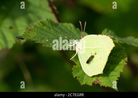 Papillon commun de brimstone assis sur une feuille dans le chaud soleil d'été Banque D'Images