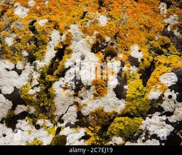 Rochers couverts de lichen jaune, Parc national de Tierra del Fuego, Ushuaia, Argentine, Patagonie, Amérique du Sud Banque D'Images