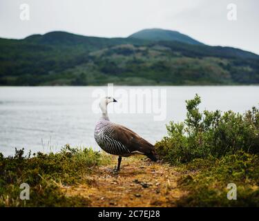 Oie de Patagonie dans le parc national de Tierra del Fuego, Ushuaia, Argentine, Patagonie, Amérique du Sud Banque D'Images