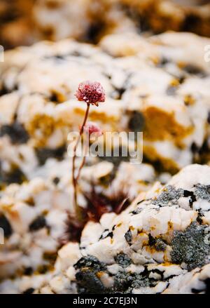 Fleurs roses poussant dans le parc national de Tierra del Fuego, Ushuaia, Argentine, Patagonie, Amérique du Sud Banque D'Images