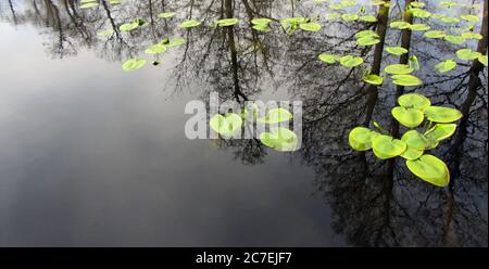 Les coussins de nénuphars à la surface de l'étang, les arbres sont réfléchis dans l'eau Banque D'Images