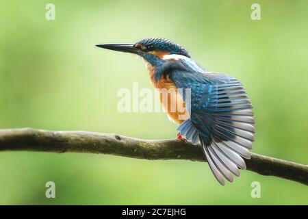 Gros plan sélectif d'un colibri bleu et orange une branche d'arbre Banque D'Images