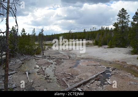 Printemps dans le parc national de Yellowstone: En aval Tantalus Creek vers la crique de la Citerne Spring Steam Plume dans le bassin arrière du bassin de Norris Geyser Banque D'Images