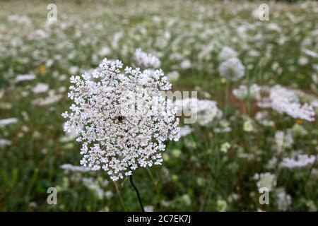 Carotte sauvage (Daucus carota) fleur / mauvaise herbe sauvage également connue sous le nom de dentelle de la Reine Anne en pleine croissance dans un champ en Croatie Banque D'Images