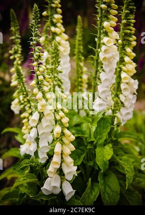 Fleurs de lupin blanc dans le parc national Torres Del Paine, Chili, Patagonie, Amérique du Sud Banque D'Images