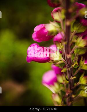 Détail des fleurs de Lupin dans le parc national de Torres Del Paine, Chili, Patagonie, Amérique du Sud Banque D'Images