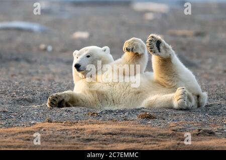 Ours polaire (Ursus maritimus) à Kaktovik, en Alaska Banque D'Images