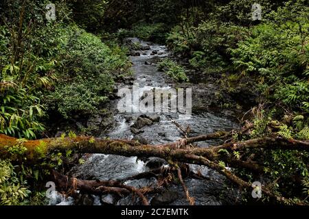 Photo en grand angle d'une petite rivière peu profonde entourée par buissons verts traversant une forêt calme Banque D'Images