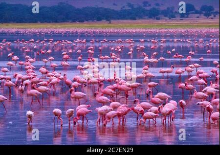 Flamants roses dans la zone de conservation de Ngorongoro, Tanzanie, Afrique Banque D'Images