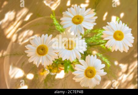 Un bouquet de pâquerettes dans un vase sur fond brun clair avec quelques reflets de lumière, vue du dessus Banque D'Images