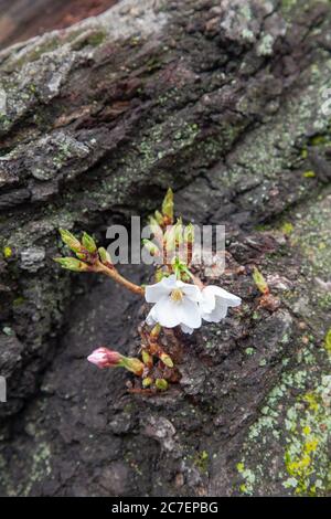 Gros plan en grand angle d'une magnifique rose à feuilles persistantes aux pétales blancs fleur dans les rochers Banque D'Images