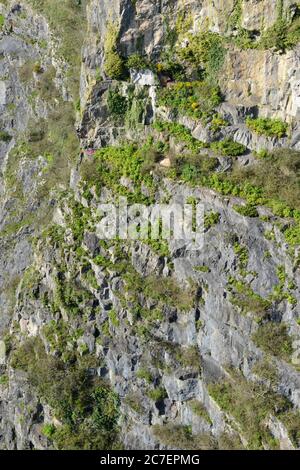 Deux grimpeurs sur une rockface dans la gorge Avon, Bristol, Royaume-Uni Banque D'Images