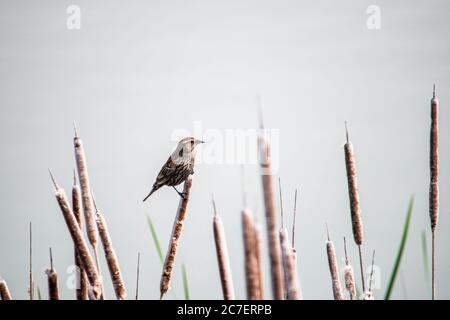 petit chant perchée sur le chat Banque D'Images