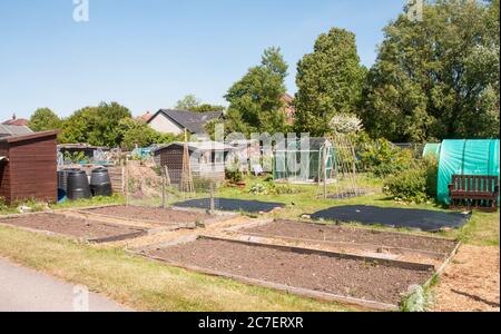 Parcelles d'allotement creusées et préparées pour la plantation printanière de deux lits recouverts de mauvaises herbes Banque D'Images