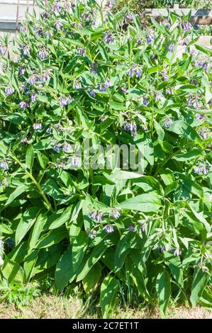 Plante commune de Comfrey Symphytum caucasicum avec des fleurs bleues sur elle de la fin du printemps à la fin de l'été UNE souche formant se propageant vivace et entièrement robuste Banque D'Images